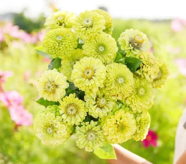 Zinnia Seeds Green Envy Variety - 100 Seeds | Zinnia elegans