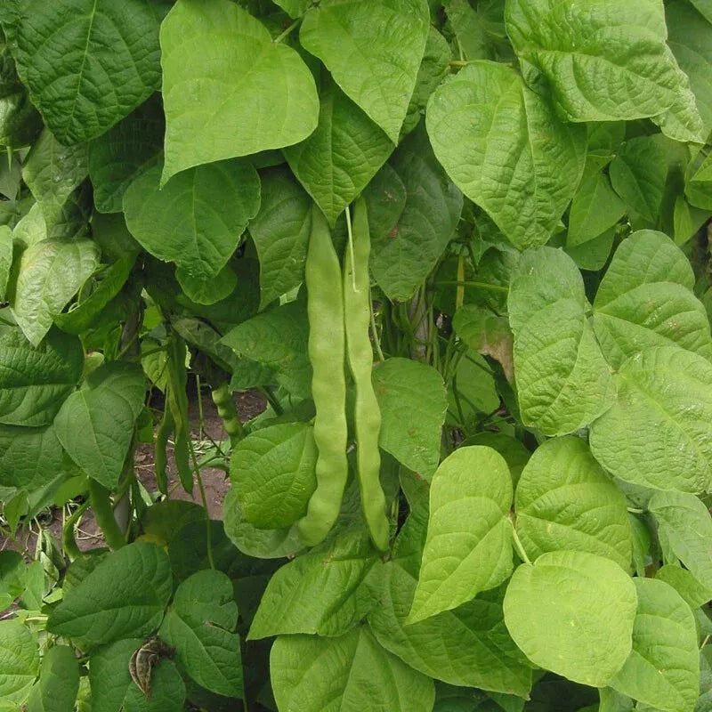 Great Northern Bean Seeds - Non-GMO Heirloom Large White Phaseolus vulgaris for Home Gardening