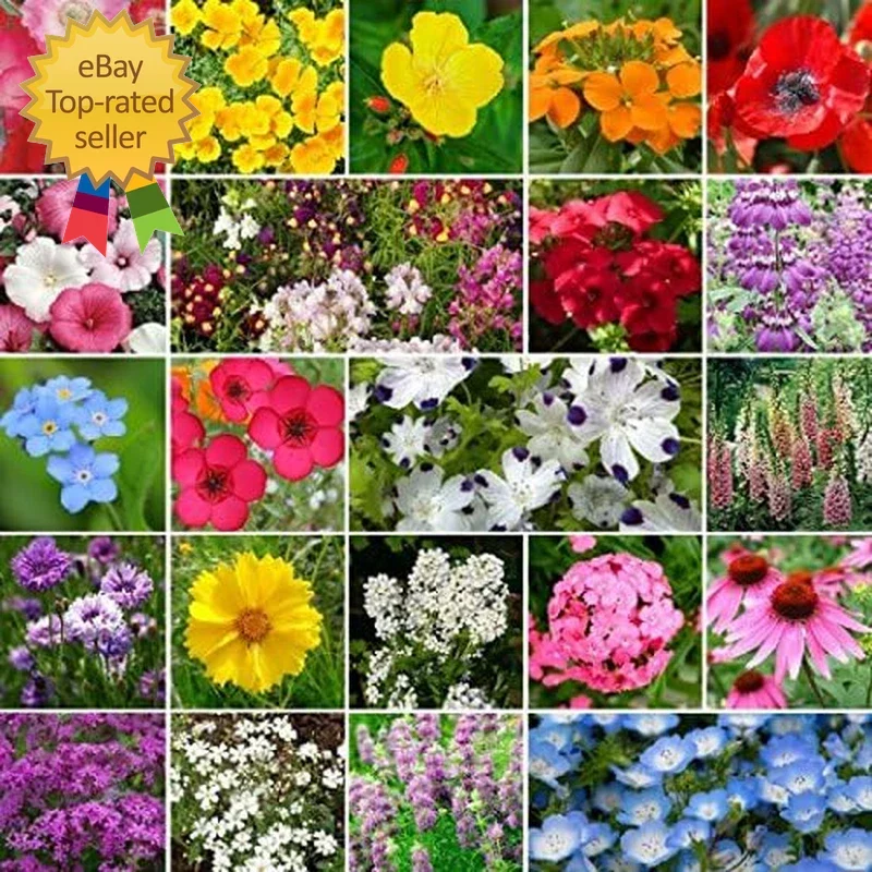 Wildflower Seed Mix 1 lb Partial Shade Native Flower Blend Non-GMO Seeds for Gardens & Meadows