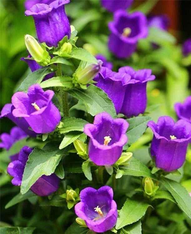 Purple Tussock Bellflower Seeds - 2000 Perennial Campanula carpatica for Garden, Attracts Pollinators
