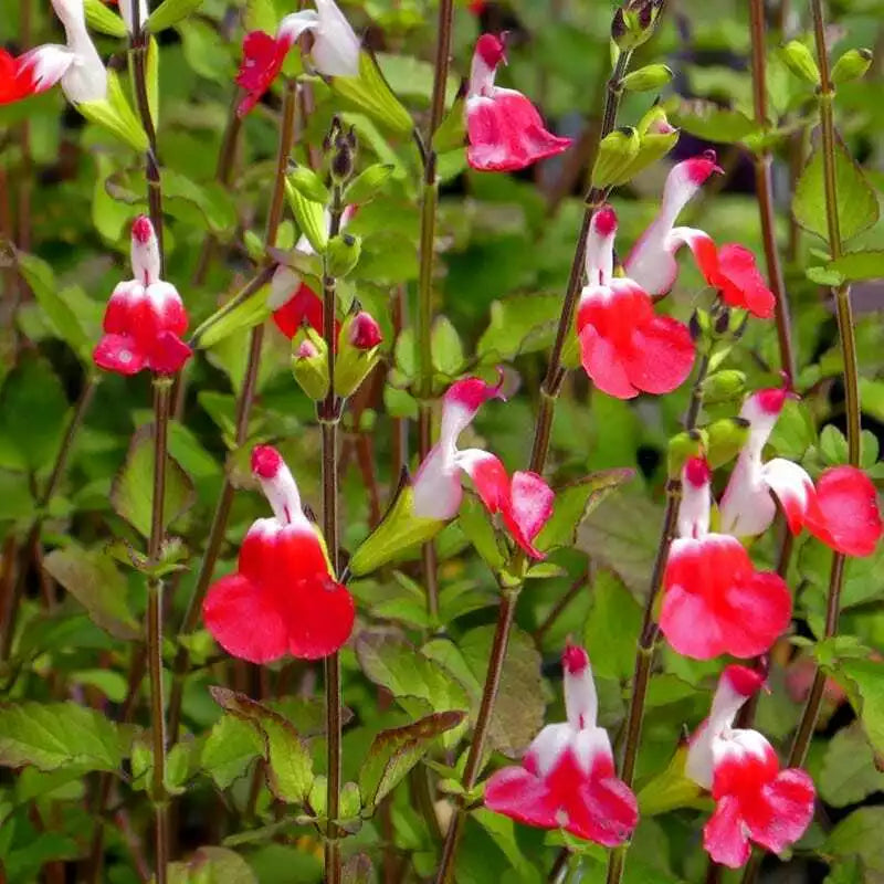 Hot Lips Salvia Seeds - 50 Pack Perennial Flower Seeds for Hummingbirds - Salvia microphylla, Red and White Flowers