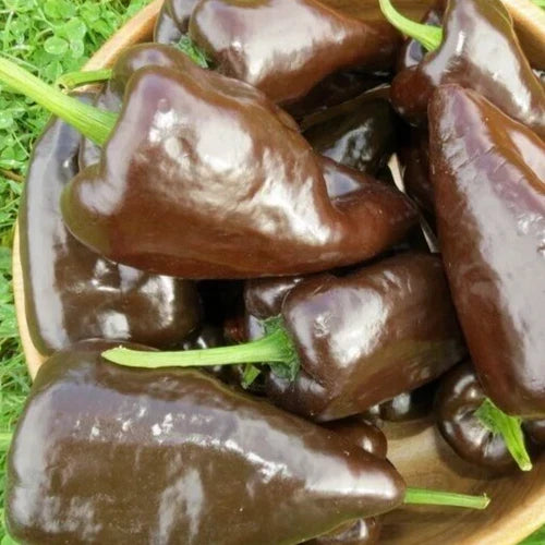 Mulato Isleno Pepper Seeds - Chocolate Poblano Variety - Capsicum annuum - 30+ Seeds for Garden Growing