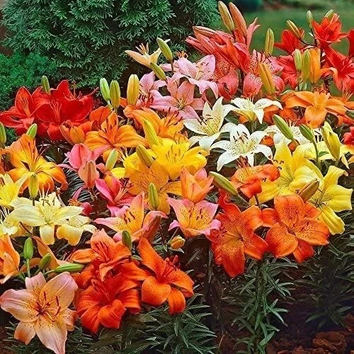Lily Bulbs for Planting - Mixed Color Lilium spp. | Flowering Perennials & Garden Bulbs