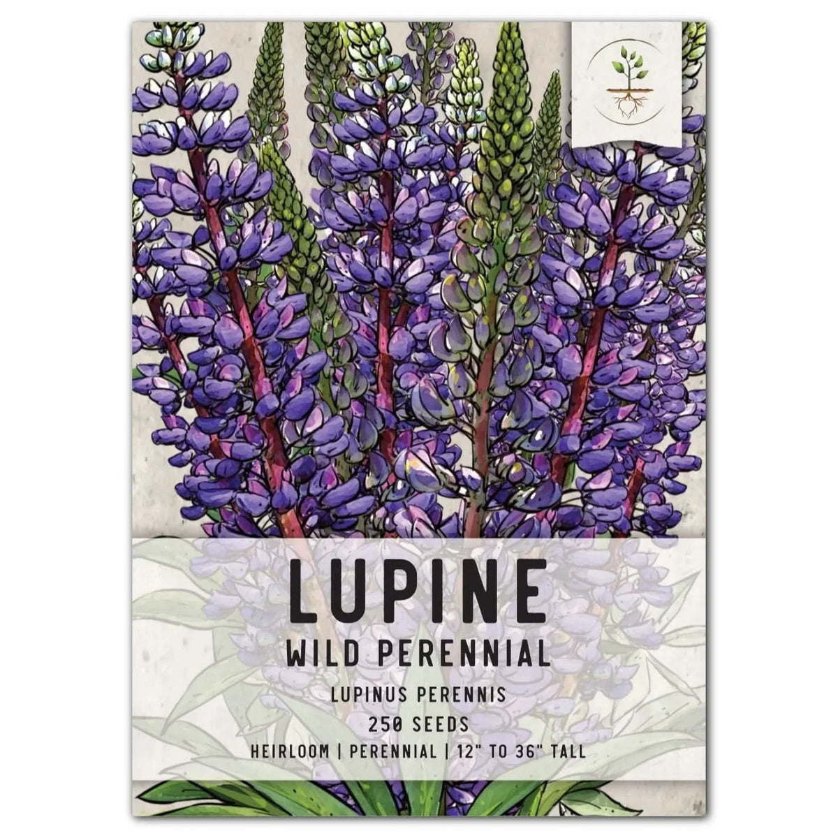 Wild Perennial Lupine Seeds - Native Blue Flowering Plant for Pollinators - Lupinus perennis, 2-3 ft Upright Perennial Seeds
