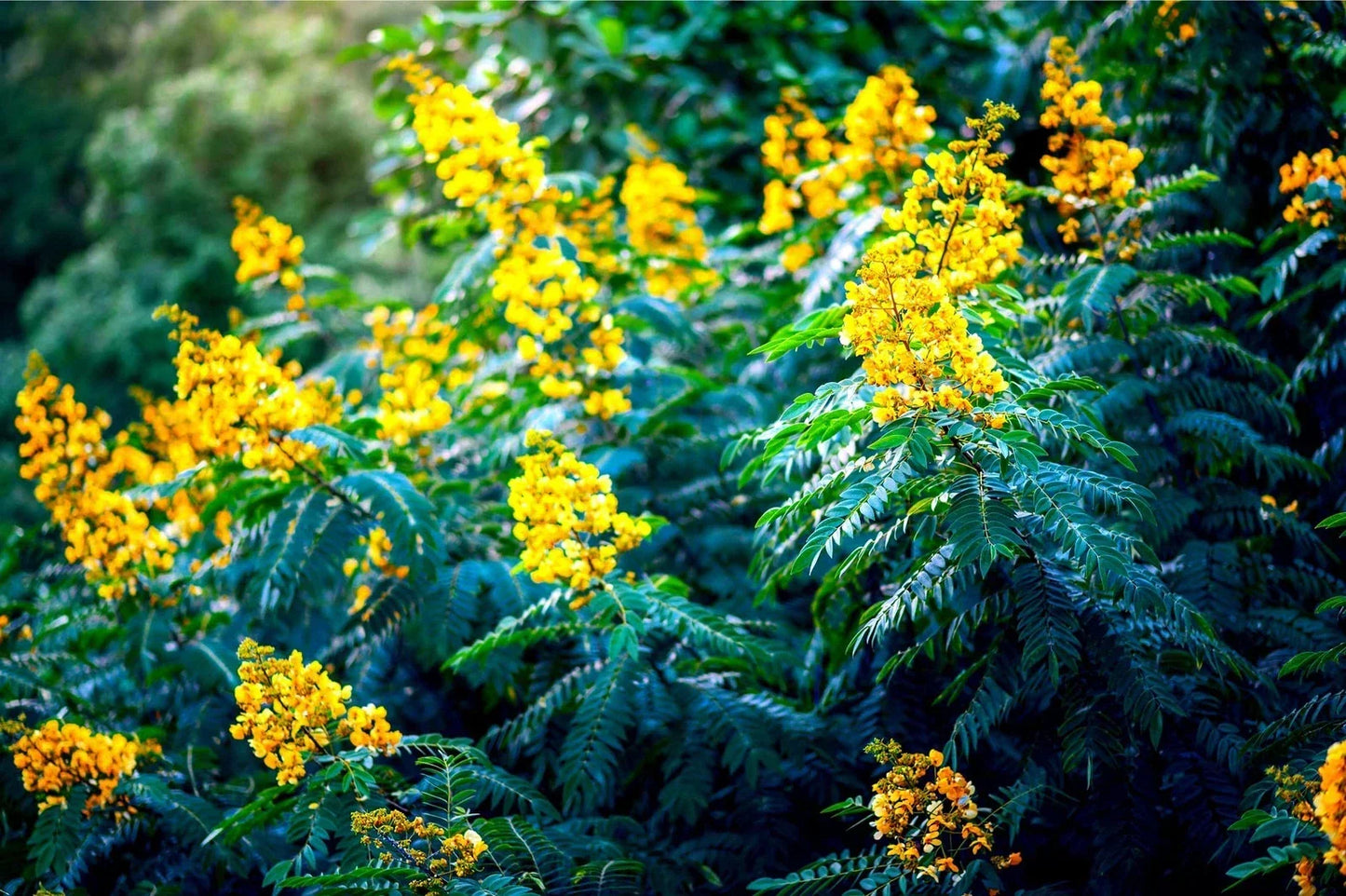 30 American Senna Seeds - Senna hebecarpa - Organic Non-GMO Perennial Plant Seeds