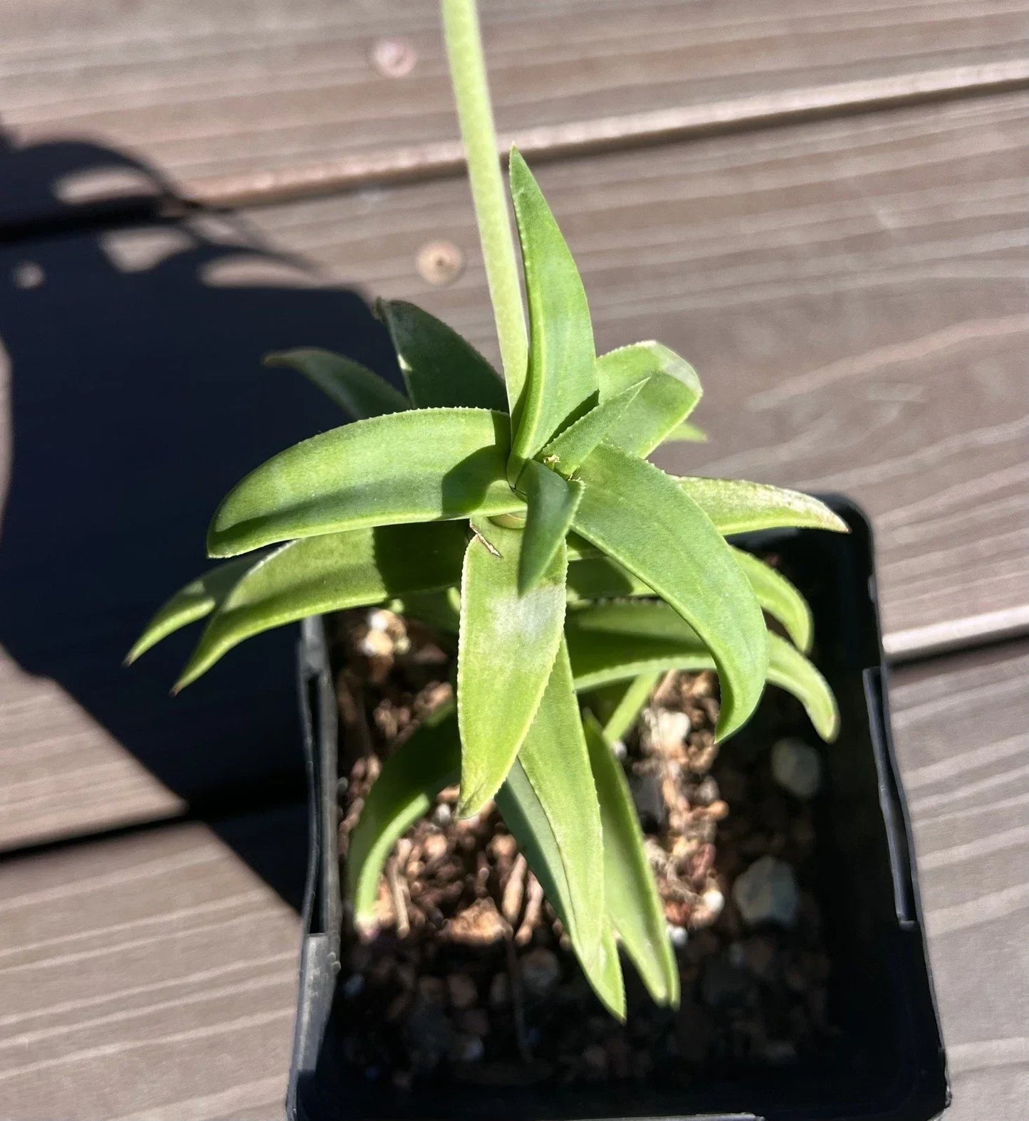 Aloe Pearsonii Hybrid Succulent Plant - 4-Inch Pot - Unique Green Variegated Leaves - Drought Tolerant Indoor Outdoor Houseplant
