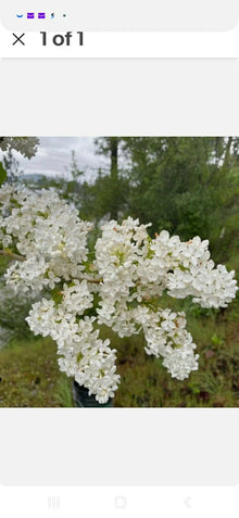Jumbo Bare Root Lilac Bush - White Variety - Syringa vulgaris - Planting Instructions Included