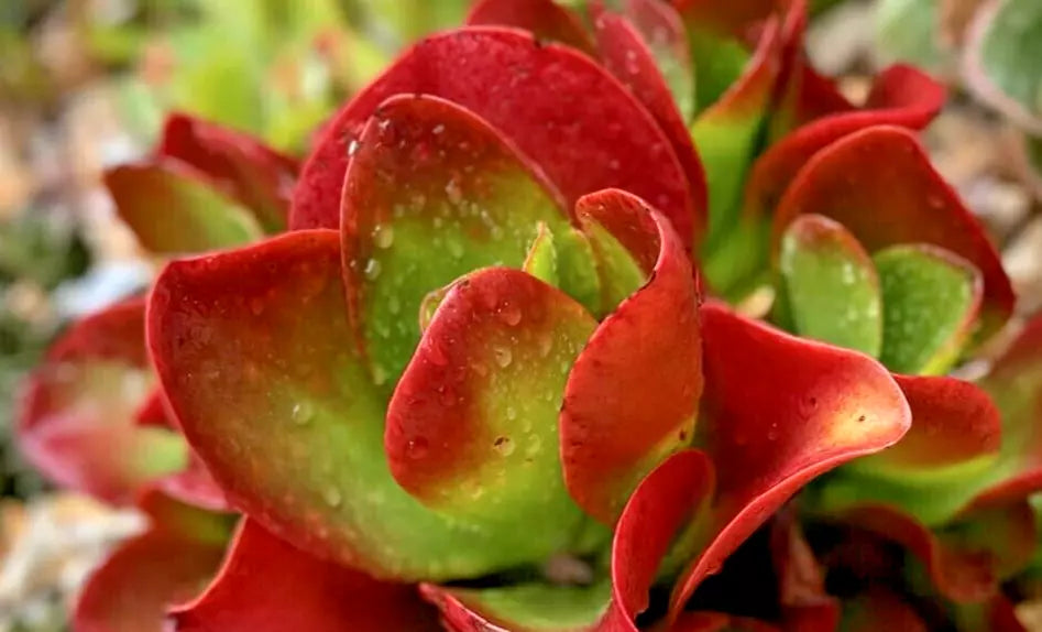 Kalanchoe 'Dragonfire' Succulent Plant - 6" Pot with Bright Red Foliage - Indoor or Outdoor Garden
