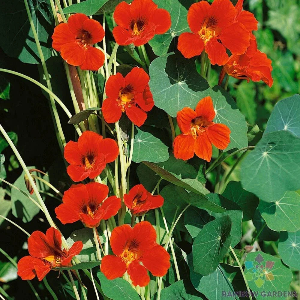 Spitfire Nasturtium Seeds - 50+ Pack - Tropaeolum majus - USA Grown