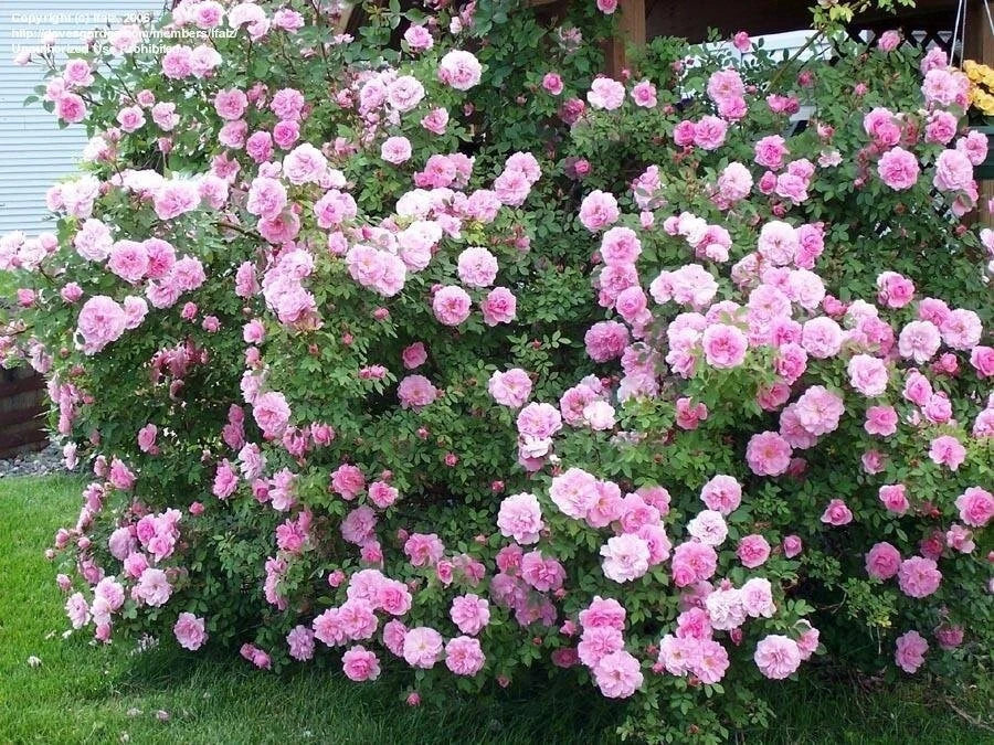 Fragrant Nearly Thornless Rosa 'John Davis' Shrub Rose Cuttings - 3 Pieces, 6-8" Long, Pink, Hardy, Rosa 'John Davis'
