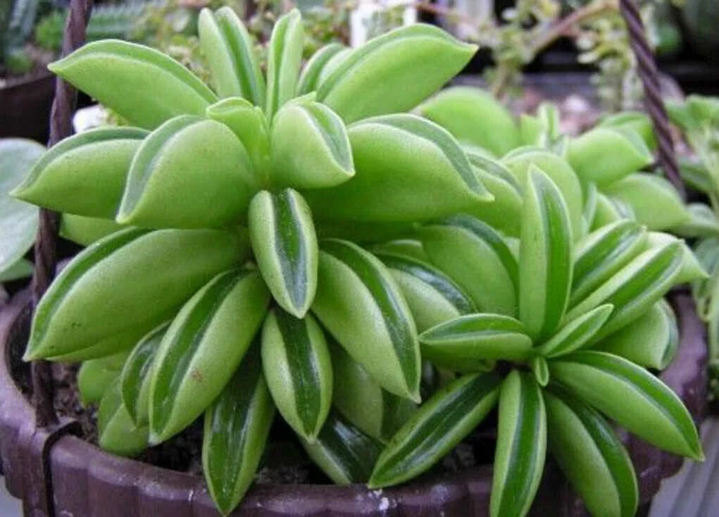 Peperomia Dolabriformis Plant - 4" Pot - Rare Prayer Plant Indoor Houseplant - Compact, Low-Maintenance, Air Purifying