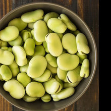 Aquadulce Fava Bean Seeds - Cold Tolerant Cover Crop for 2025 Planting - Vicia faba