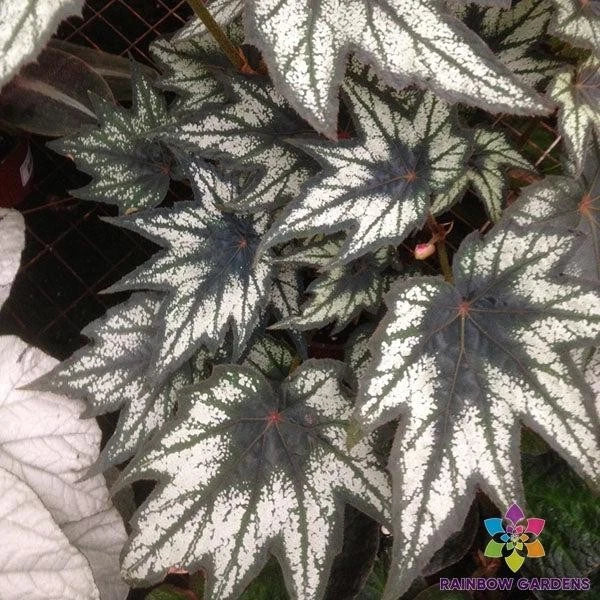 Little Brother Montgomery Begonia Seeds - 25+ Pack - Tropical Foliage Begonia