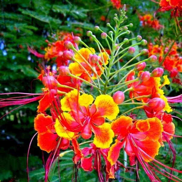 Mexican Red Bird of Paradise Seeds - Dwarf Caesalpinia pulcherrima Tropical Flower Shrub Packet