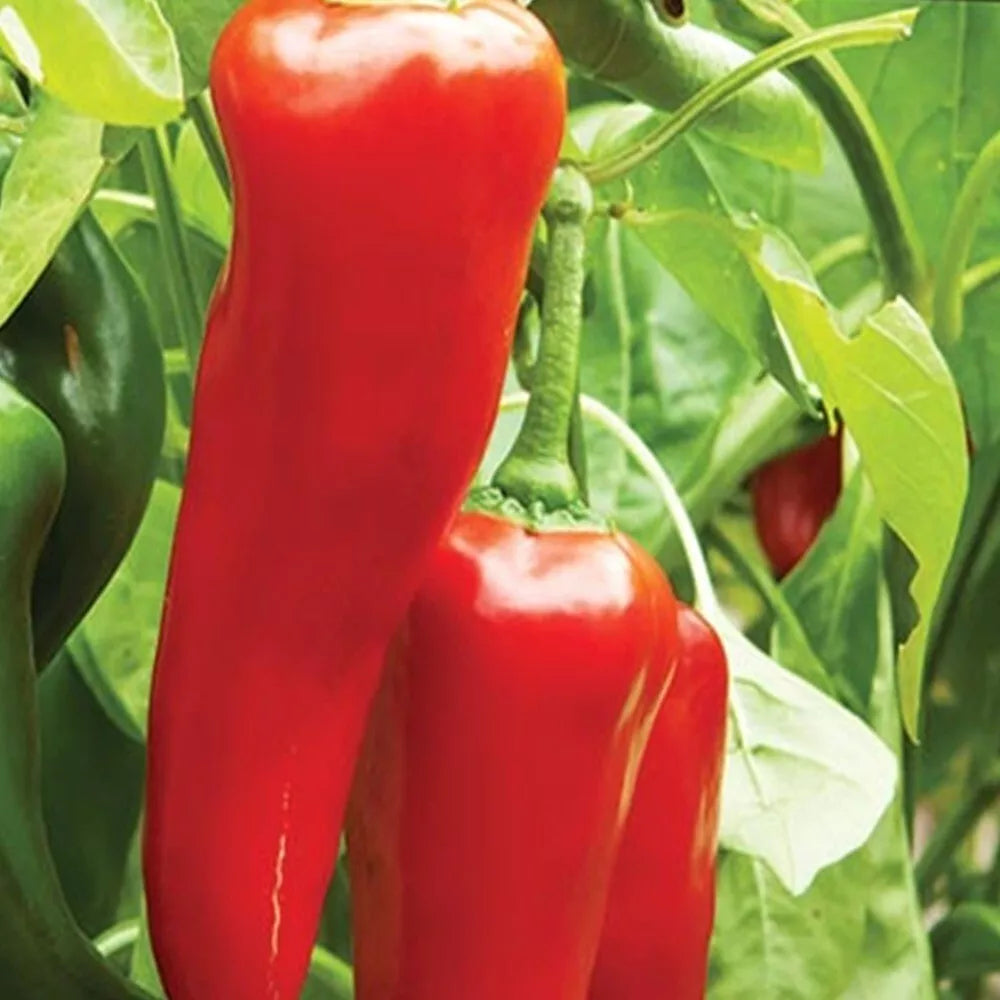 Big Jim Hot Pepper Seeds | Heirloom, Non-GMO, Capsicum annuum, Large Flavorful Peppers, Garden Seeds for Cooking & Growing