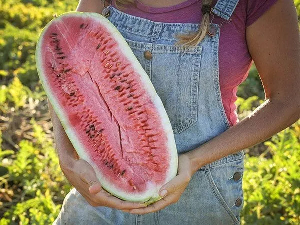 25+ Charleston Grey Watermelon Seeds - Heirloom Organic Non-GMO Citrullus lanatus for Home Garden & Farming