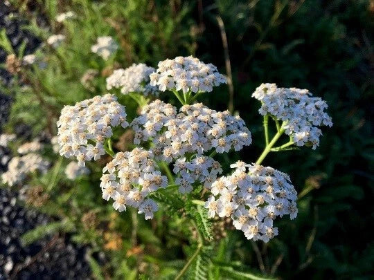 Yarrow Seeds - Organic Herb Garden Starter Kit - Achillea millefolium - Perennial Medicinal Herb for Bees and Butterflies