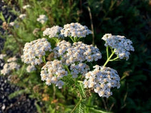 Yarrow Seeds - Organic Herb Garden Starter Kit - Achillea millefolium - Perennial Medicinal Herb for Bees and Butterflies