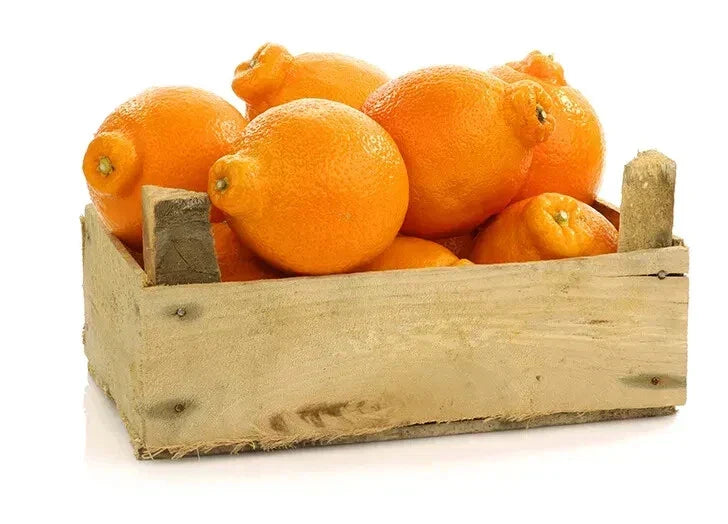 Tangelo Orange Seeds - 5+ Pack for Garden Planting | Citrus reticulata × Citrus paradisi