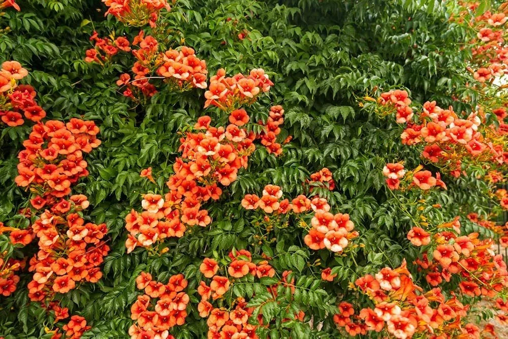 Orange Trumpet Creeper Vine Seeds - 25 Non-GMO Campsis radicans Hummingbird Bush