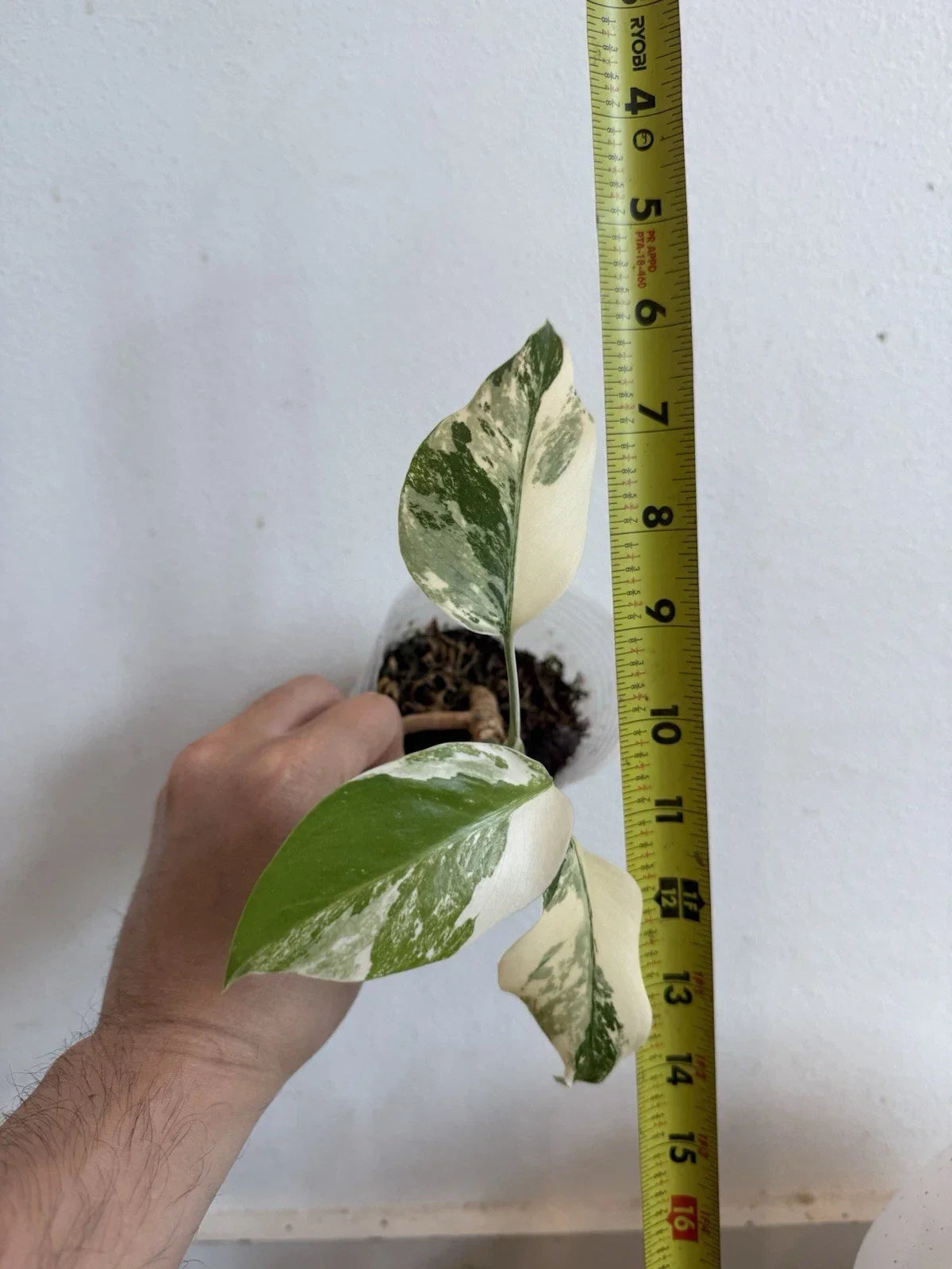 Rooted Variegated Monstera Albo Borsigiana Plant - Rare Houseplant in 6-Inch Pot - Monstera Deliciosa 'Albo' with Marbled Leaves