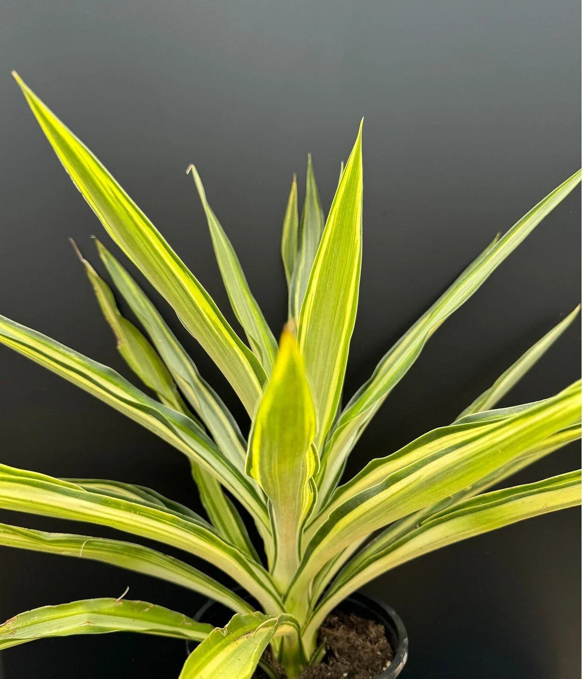 Yucca Plant 1-Gallon Rooted Variegated Hybrid 'Solaris' Succulent Indoor Outdoor Plant