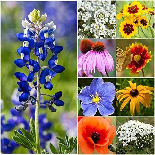 Texas Oklahoma Wildflower Seeds 2oz Mix | Native Annual & Perennial Wildflowers for Pollinator Gardens