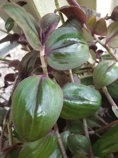 Rare Wandering Jewel Plant - 4" Pot - Purple Plush Tradescantia Zebrina Mollipila Indoor Outdoor Ground Cover
