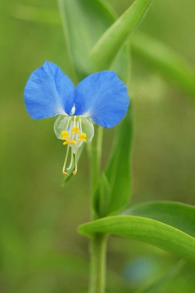 Dayflower Spiderwort Cuttings 10 Tradescantia ohiensis Orchid-Like Blooms Garden Plant