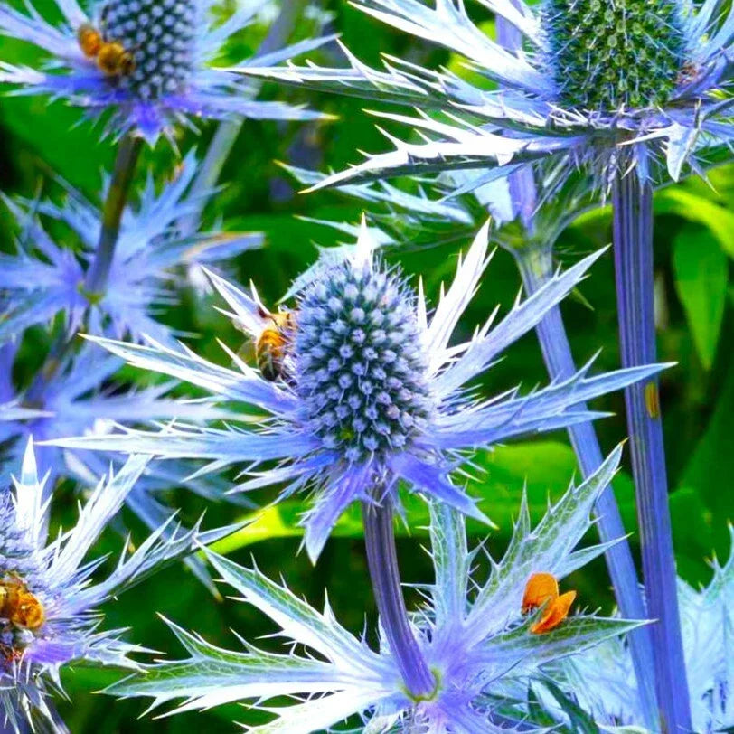 Sea Holly Seeds | Blue Thistle Eryngium Planum | Perennial Garden Seeds