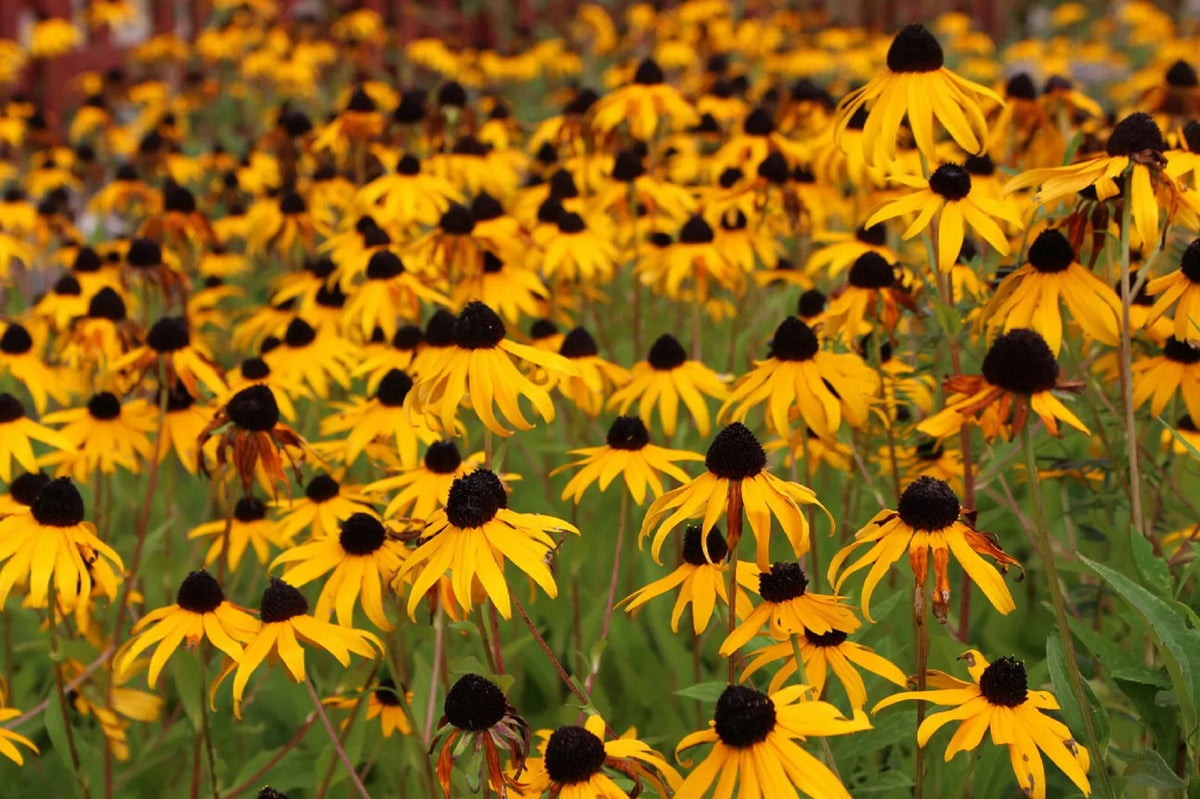 Black Eyed Susan Flower Seeds - Rudbeckia Hirta Perennial Wildflower Seeds for Garden, Yellow Blooms, Attract Pollinators, 2,500+ Seeds