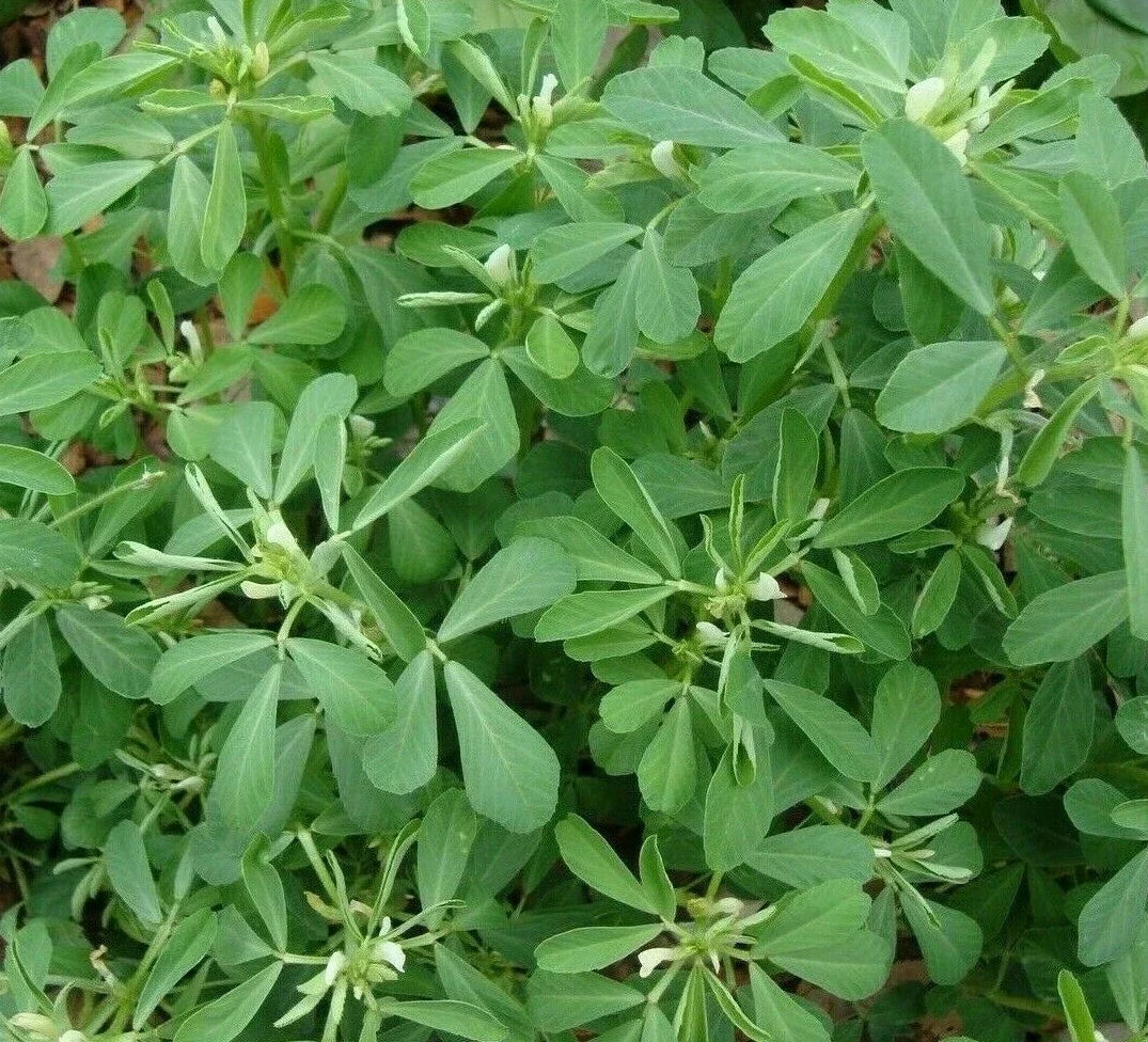 Fenugreek Seeds 100+ for Herb Garden, Culinary Spice, Trigonella foenum-graecum, Organic, Non-GMO