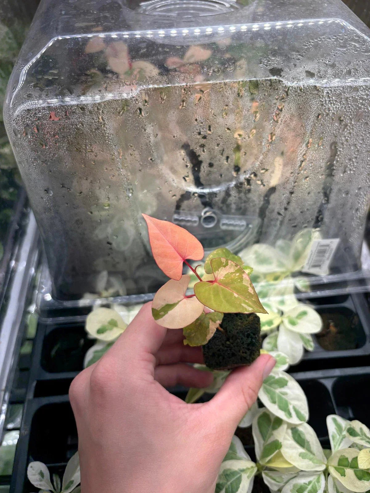 Variegated Fallopia Multiflora Starter Plug - Hardy Ground Cover Plant for Gardens & Landscaping