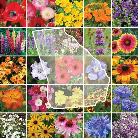 Wildflower Mix Seeds 1000 Count Georgia Native Flower Species Perennials Non-GMO Seed Pack