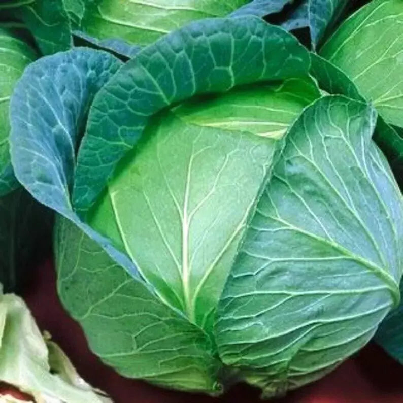 Cabbage Seeds - Danish Ballhead Heirloom Non-GMO Brassica oleracea - 400+ Seeds for Gardening & Cooking