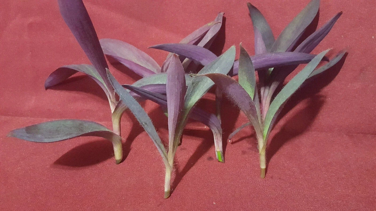 Purple Heart Wandering Jew Plant Cuttings - 5 Live Trailing Cuttings, Tradescantia pallida, Indoor & Outdoor Gardening