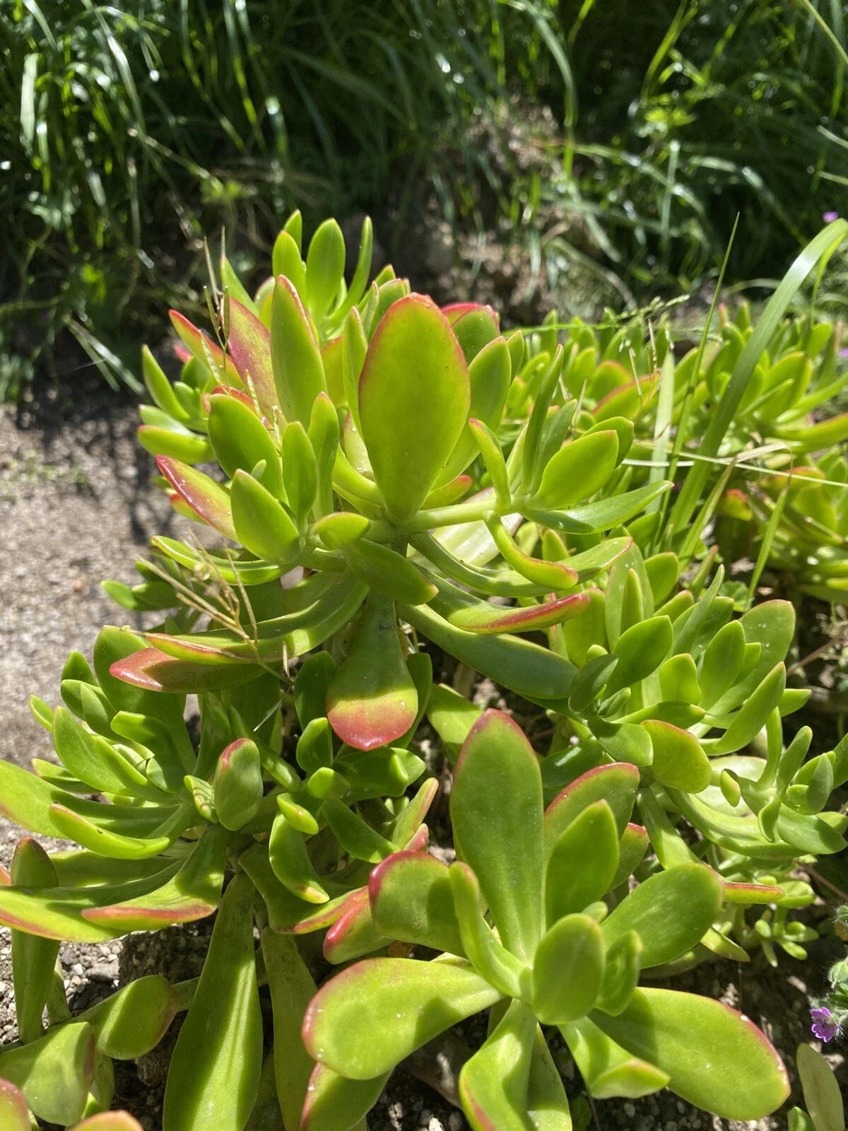 Lot of 3 Succulent Cuttings - Sedum dendroideum, Green, Easy to Grow, Indoor & Outdoor Gardening