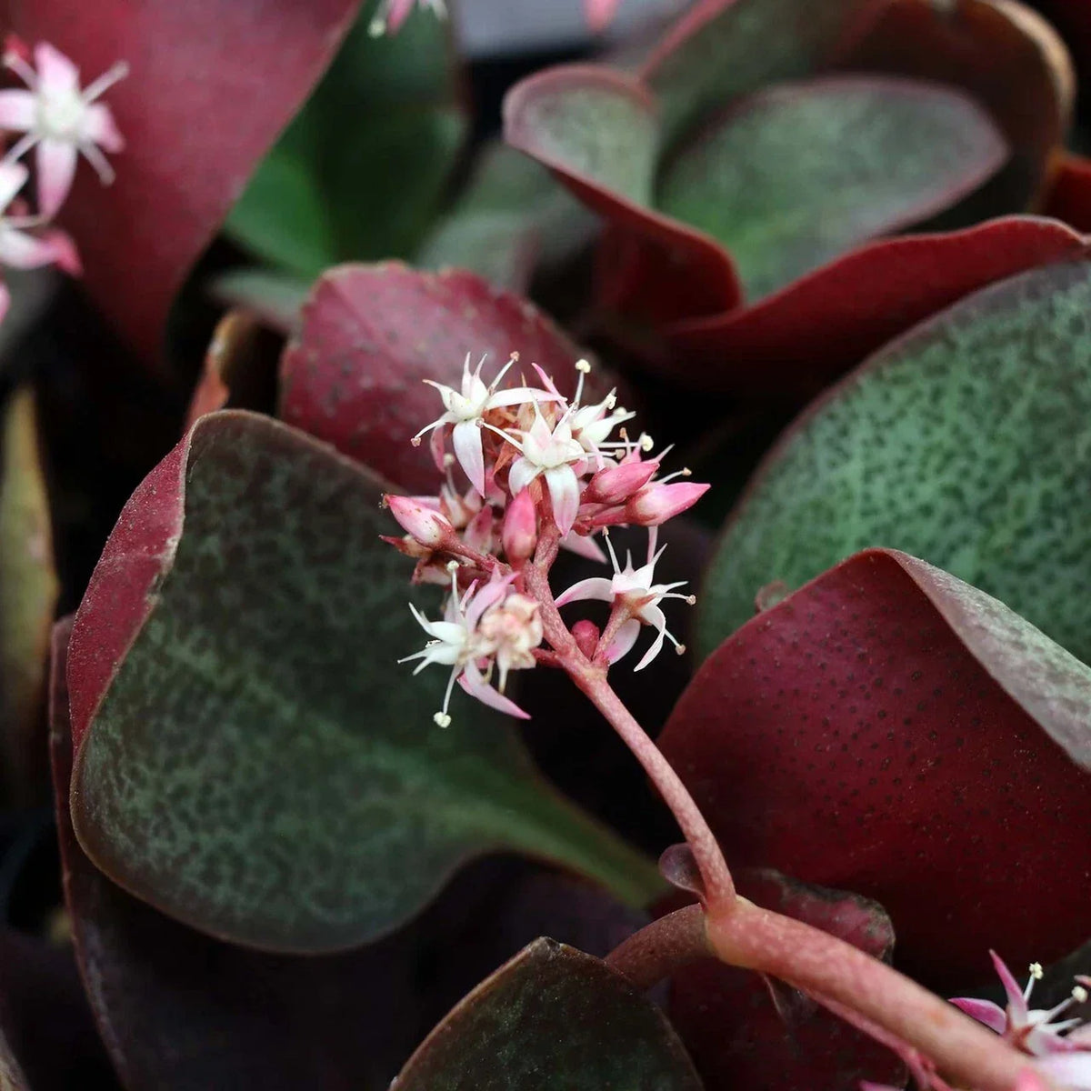 Succulent Plant Cuttings 2" Crassula Multicava Red Fairy Jade Live Unrooted 2 Pieces