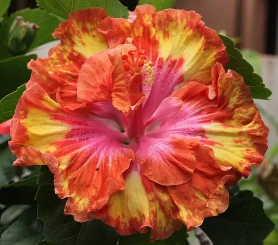 Hibiscus Seeds - 20 Pink, Yellow, Orange Perennial Flower Seeds - Hibiscus rosa-sinensis for Garden, Borders, Containers