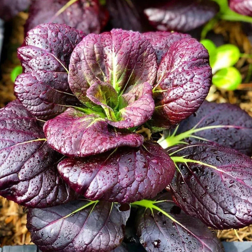 Purple Lady Bok Choy Seeds 2025 - Brassica rapa var. chinensis Non-GMO Vegetable Seeds USA