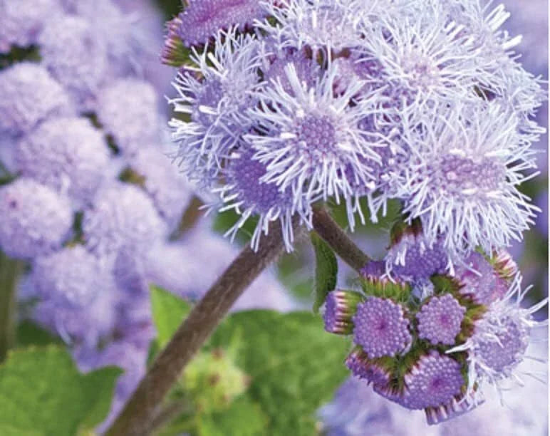 Blue Planet Ageratum Flower Seeds - 1,000 Seeds for Planting | Ageratum houstonianum