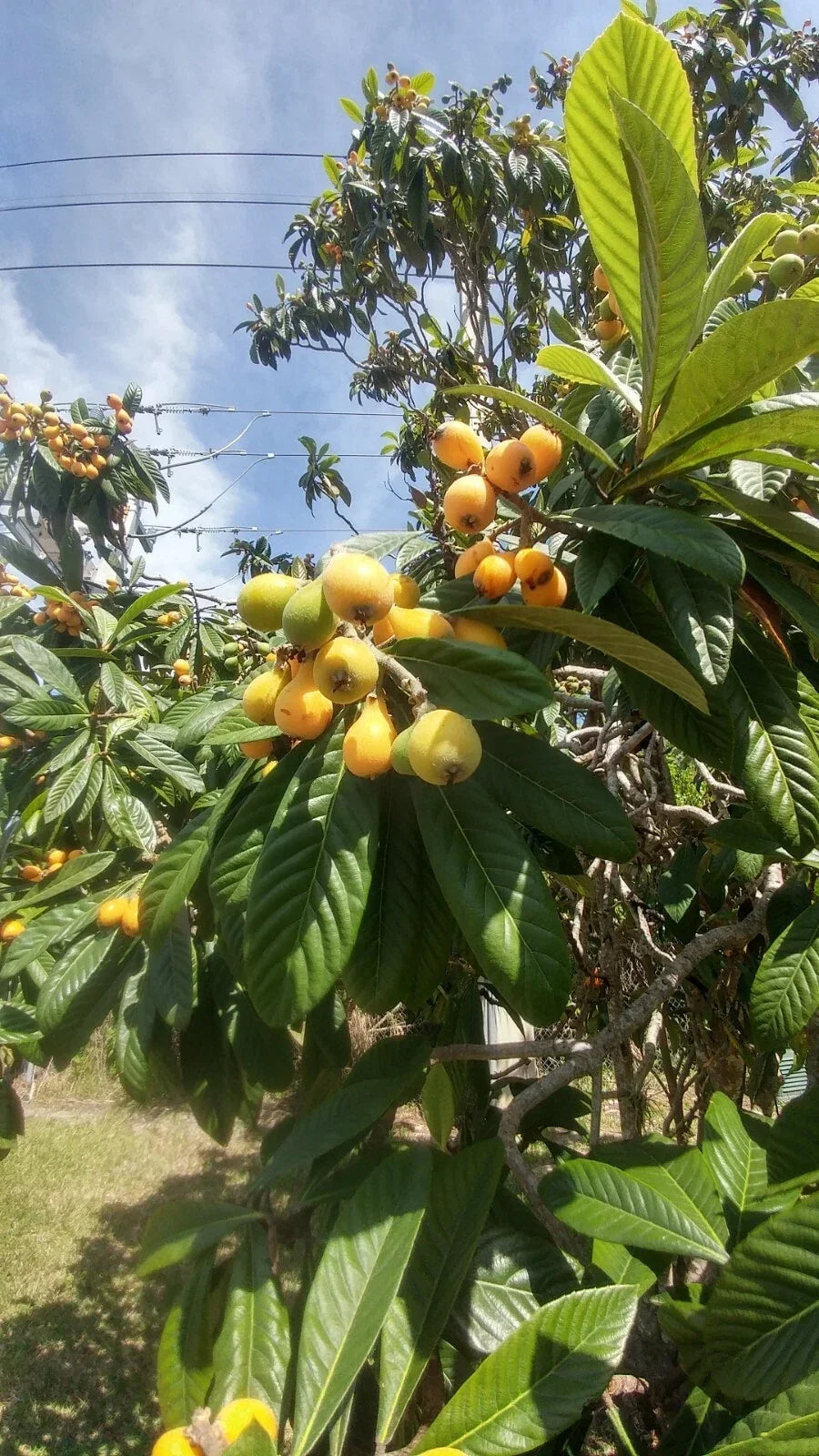 Live Japanese Plum Trees 4-8 Inches Edible Fruit Leaves for Tea Prunus salicina - Organic, Compact, 1-Year-Old Plants