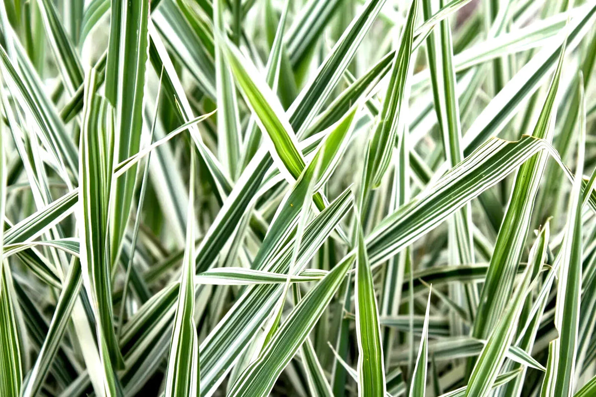Ribbon Grass Plants - 10 Root Divisions - Strawberry & Cream Variegated Foliage - Hardy Ground Cover Phalaris arundinacea