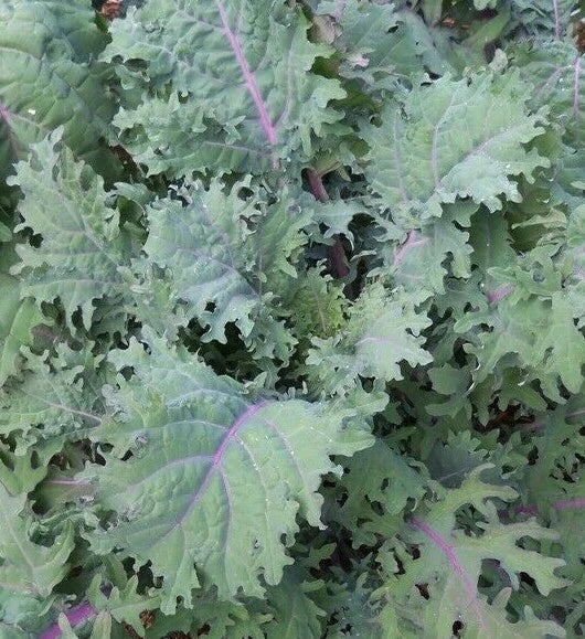 Red Russian Kale Seeds - Non-GMO Brassica napus, Cool Weather Vegetable Seeds, Frilled Purple Leaves, 500+ Pack
