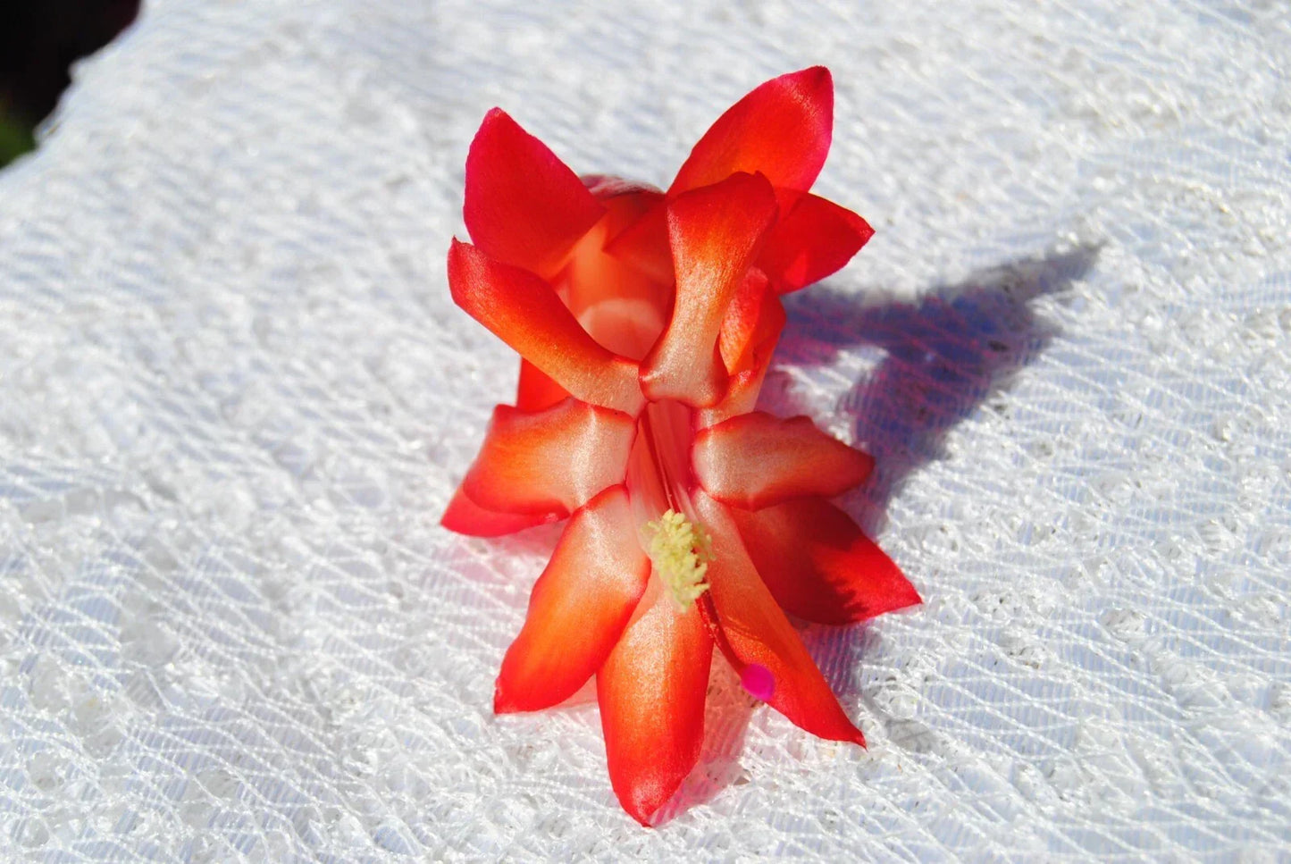 Christmas Cactus Starter Plant - Roman Candle - Schlumbergera Truncata - Healthy Well Rooted Small Plant