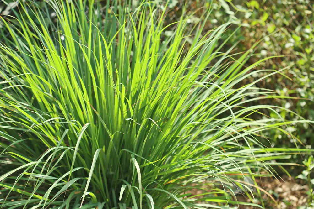 Lemongrass Seeds - 100 Seeds - Grow Cymbopogon citratus Herb