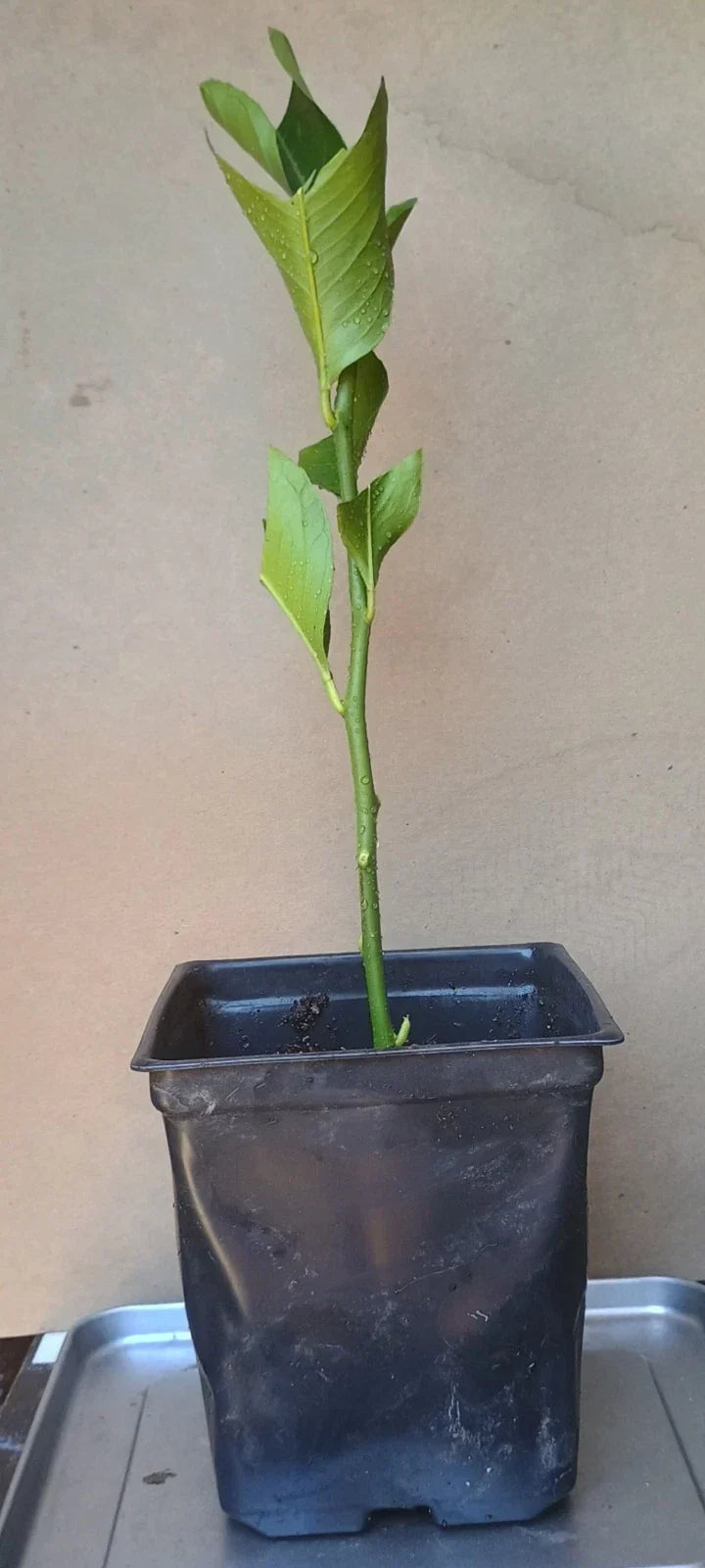 Eureka Lemon Rooted Cuttings 6" | Fast-Growing Citrus limon for Indoor & Outdoor Gardening