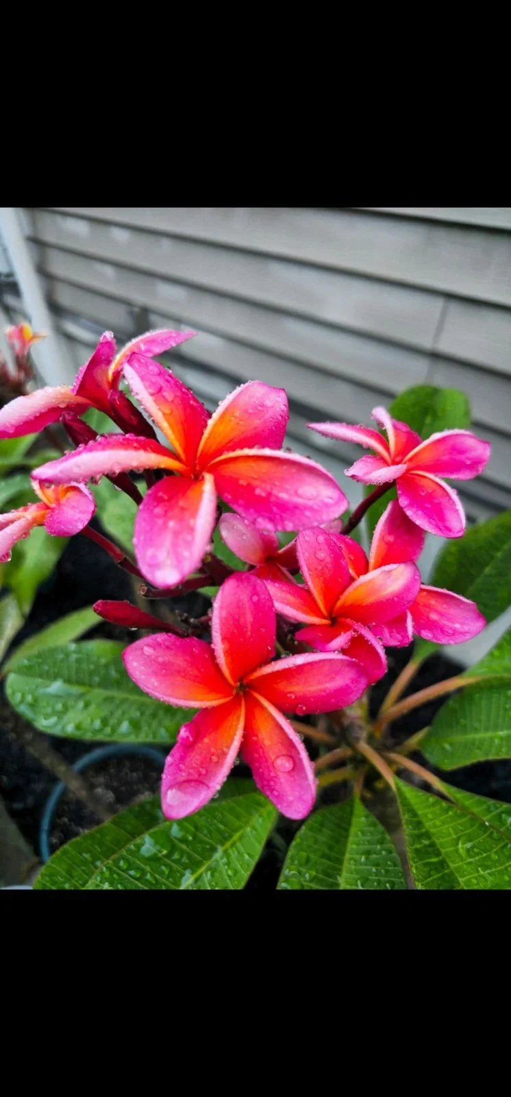 Kaneohe Sunburst Plumeria Cutting - Rare Rainbow Pink Yellow Variegated - Plumeria rubra Garden Plant