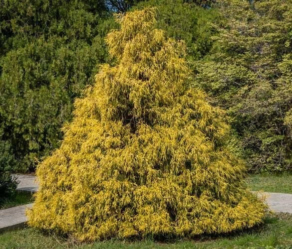 Weeping Cypress Pine Seeds - 25 Non-GMO Seeds - Hesperocyparis funebris - Drought-Tolerant Evergreen Tree