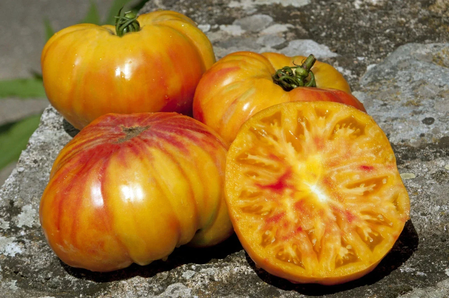 Buffalosun Tomato Seeds - Organic Hybrid F1 Solanum lycopersicum for Home Garden and Container Growing